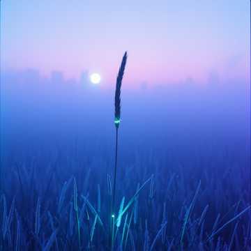 芒草谣 (版本2)